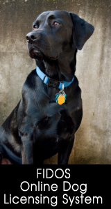 dog sitting for photo